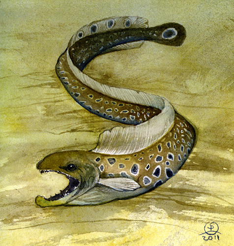 Eel